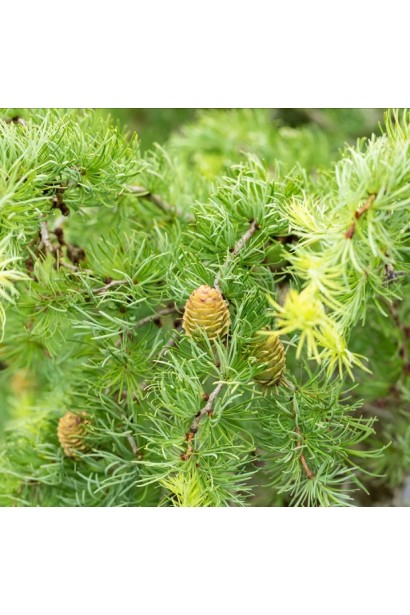 Модрина японська Діана - молоді шишки